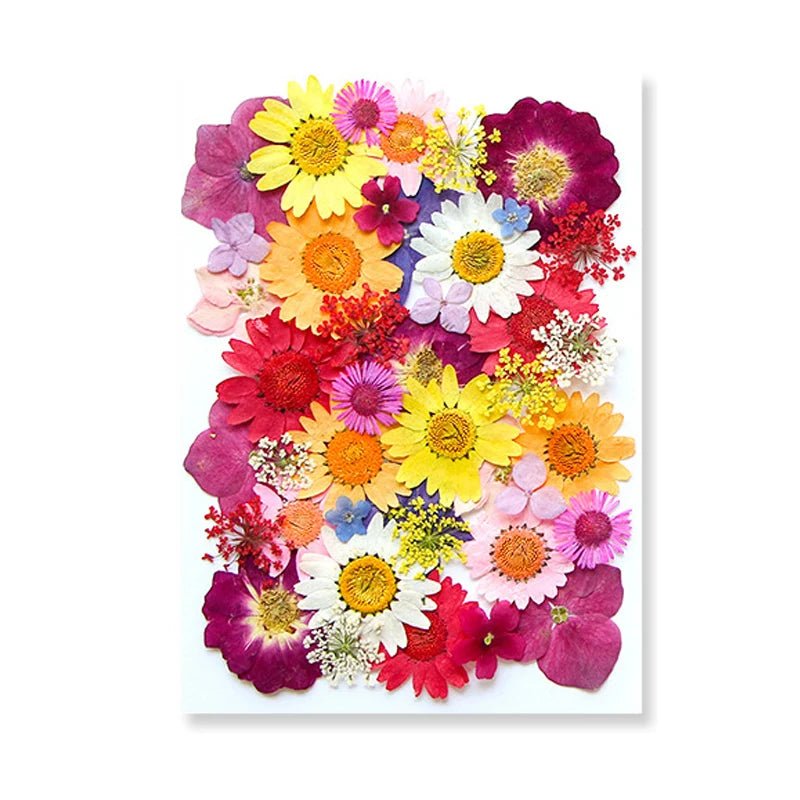 Dried Flowers Real Natural Plant Pressed Flower For Epoxy Resin Filling DIY Keychain Pendant Silicone Mold Jewelry Making Crafts - Paola Center