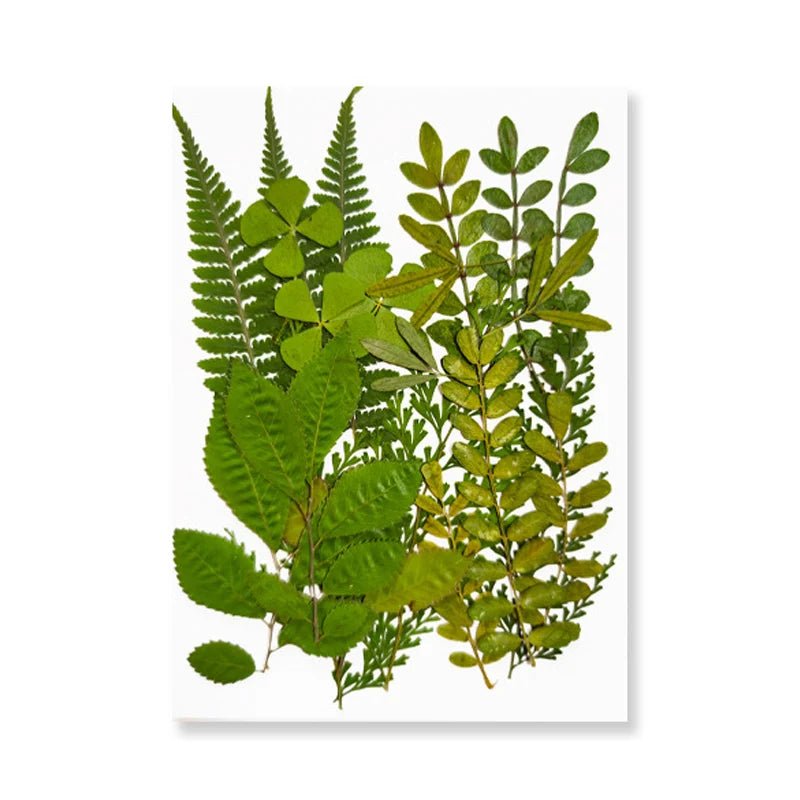 Dried Flowers Real Natural Plant Pressed Flower For Epoxy Resin Filling DIY Keychain Pendant Silicone Mold Jewelry Making Crafts - Paola Center