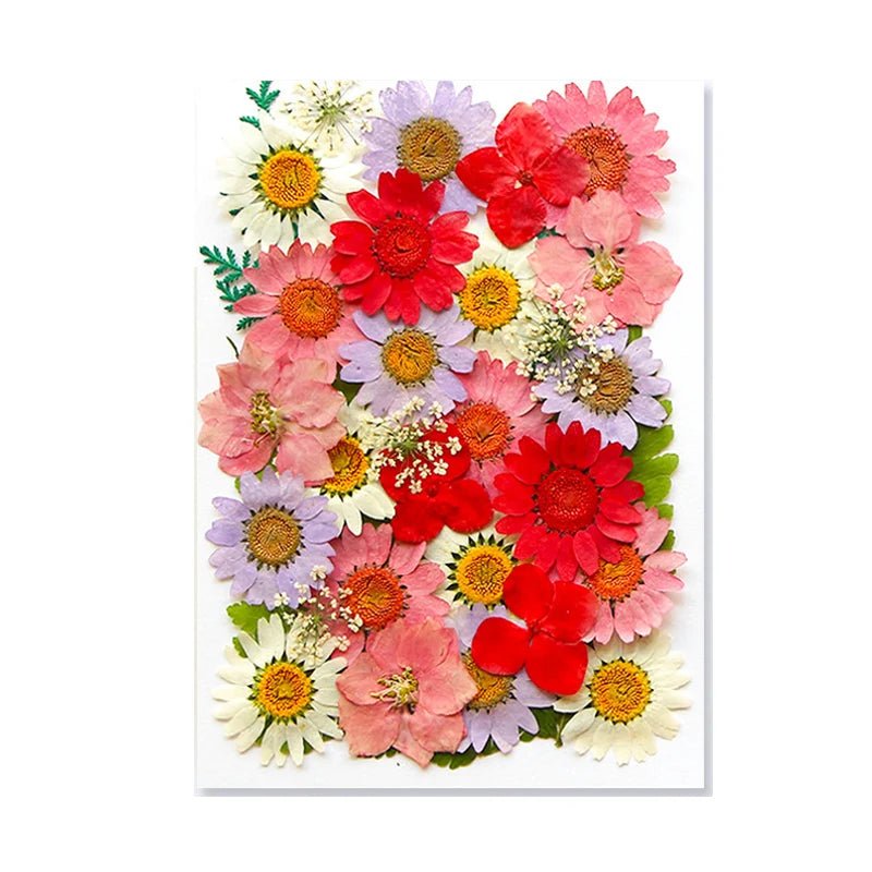 Dried Flowers Real Natural Plant Pressed Flower For Epoxy Resin Filling DIY Keychain Pendant Silicone Mold Jewelry Making Crafts - Paola Center