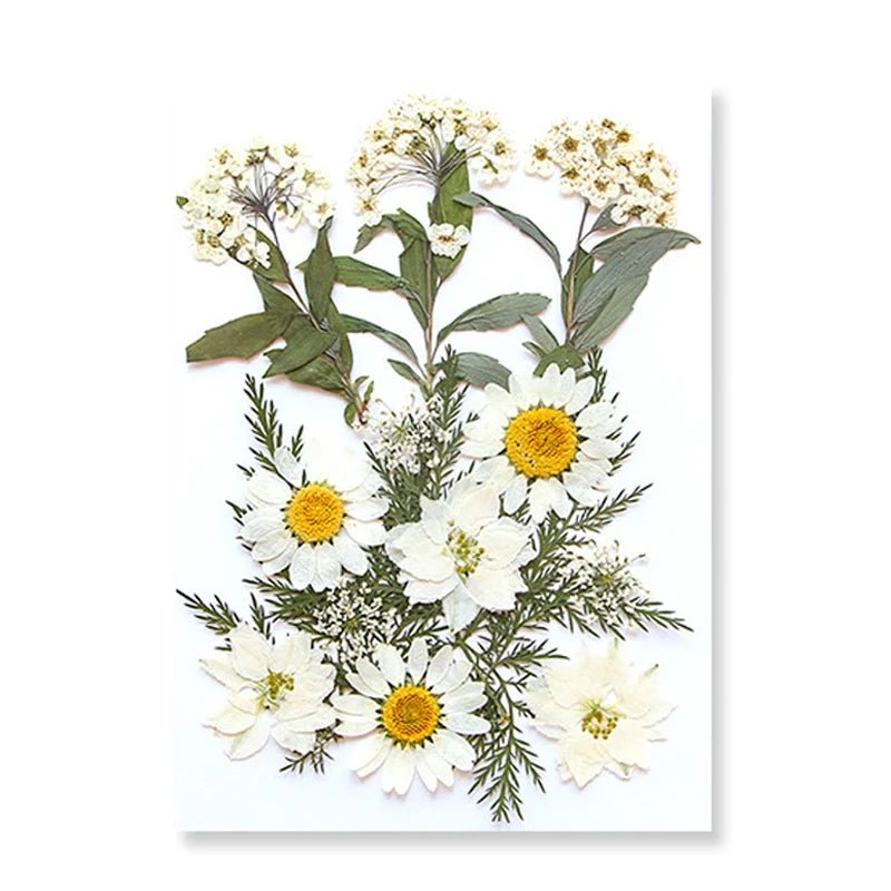 Dried Flowers Real Natural Plant Pressed Flower For Epoxy Resin Filling DIY Keychain Pendant Silicone Mold Jewelry Making Crafts - Paola Center